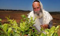 Religiøs jøde ved en plante 